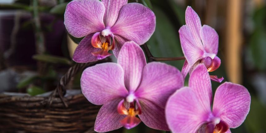 Poza orhideja u sexu cvatu u Zašto ne