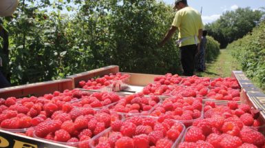 maline